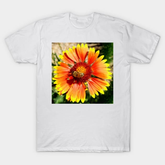 Orange and Red Gaillardia Prairie Flower with Bee Macro T-Shirt by Scubagirlamy